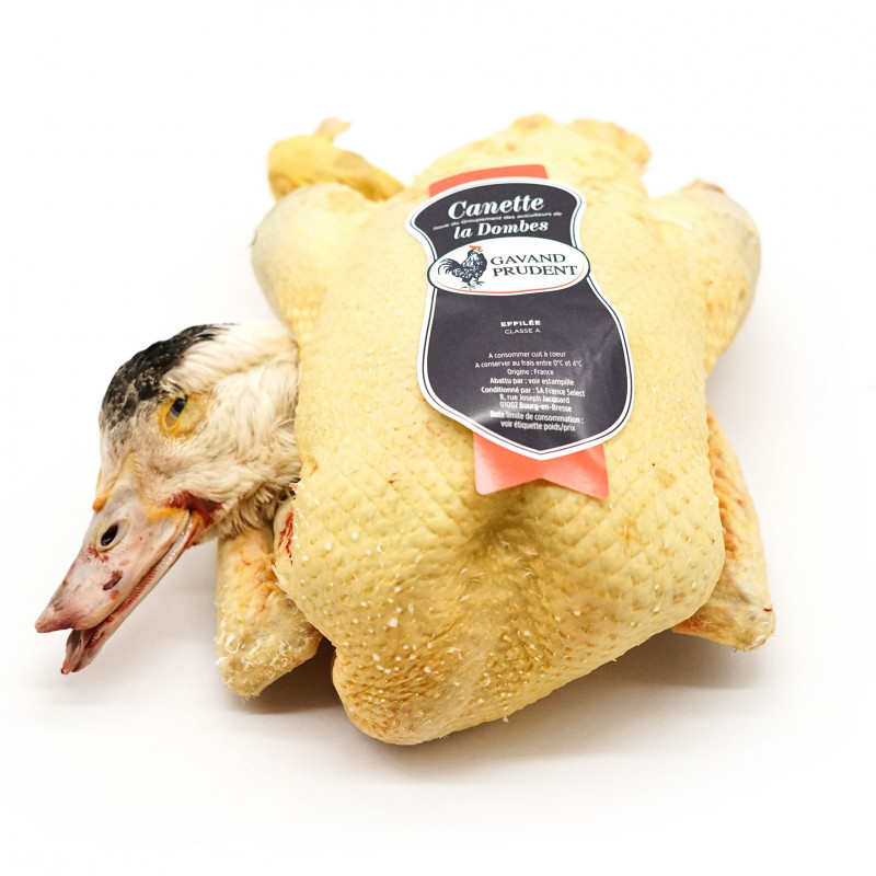 Pato hembra Barbarie de "Las Landas" 