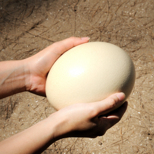 Comprar huevo de avestruz online | Sertina