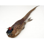 Faisanes macho (pieza)