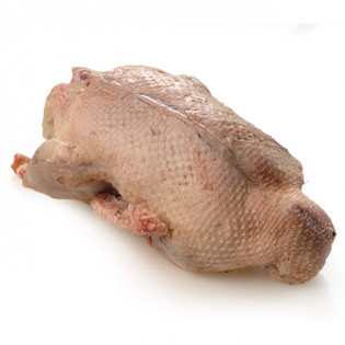 Comprar Pato Azulón Online l SERTINA