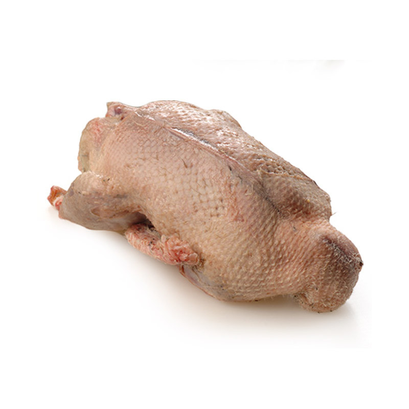 Comprar Pato Azulón Online l SERTINA