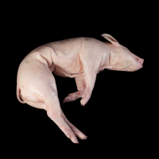 Comprar Cochinillo de Segovia (pieza entera) | SERTINA