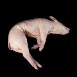 Comprar Cochinillo de Segovia (pieza entera) | SERTINA