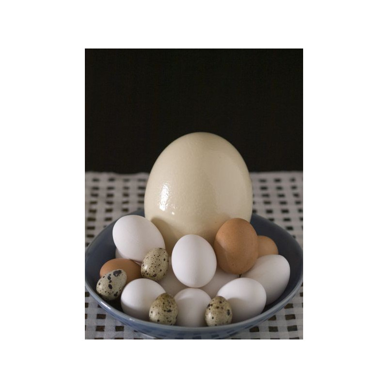 30 Huevos Tamaño M Cat. A. Blancos o morenos.