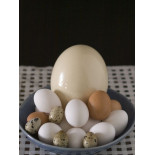 30 Huevos Tamaño M Cat. A. Blancos o morenos.