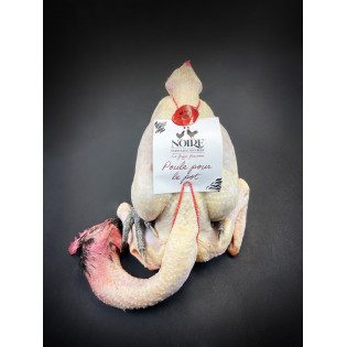 Comprar Gallina Noire D´Astarac Bigorre| SERTINA