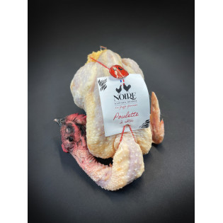 Comprar Pollo hembra Noire D´Astarac Bigorre| SERTINA
