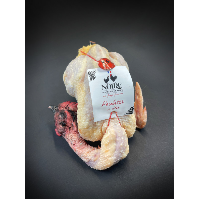 Comprar Pollo hembra Noire D´Astarac Bigorre| SERTINA
