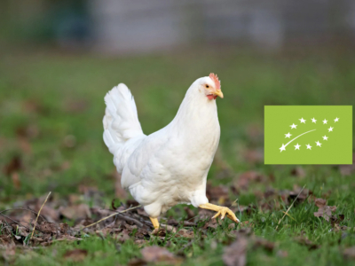 Pollo ecológico: Qué es, beneficios y por qué elegirlo