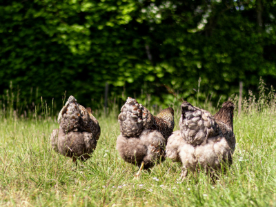 La Filosofía de SERTINA en la Producción de Aves de Corral