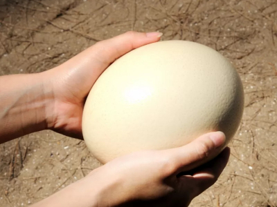 Huevo de Avestruz: todo lo que necesitas saber sobre este alimento único